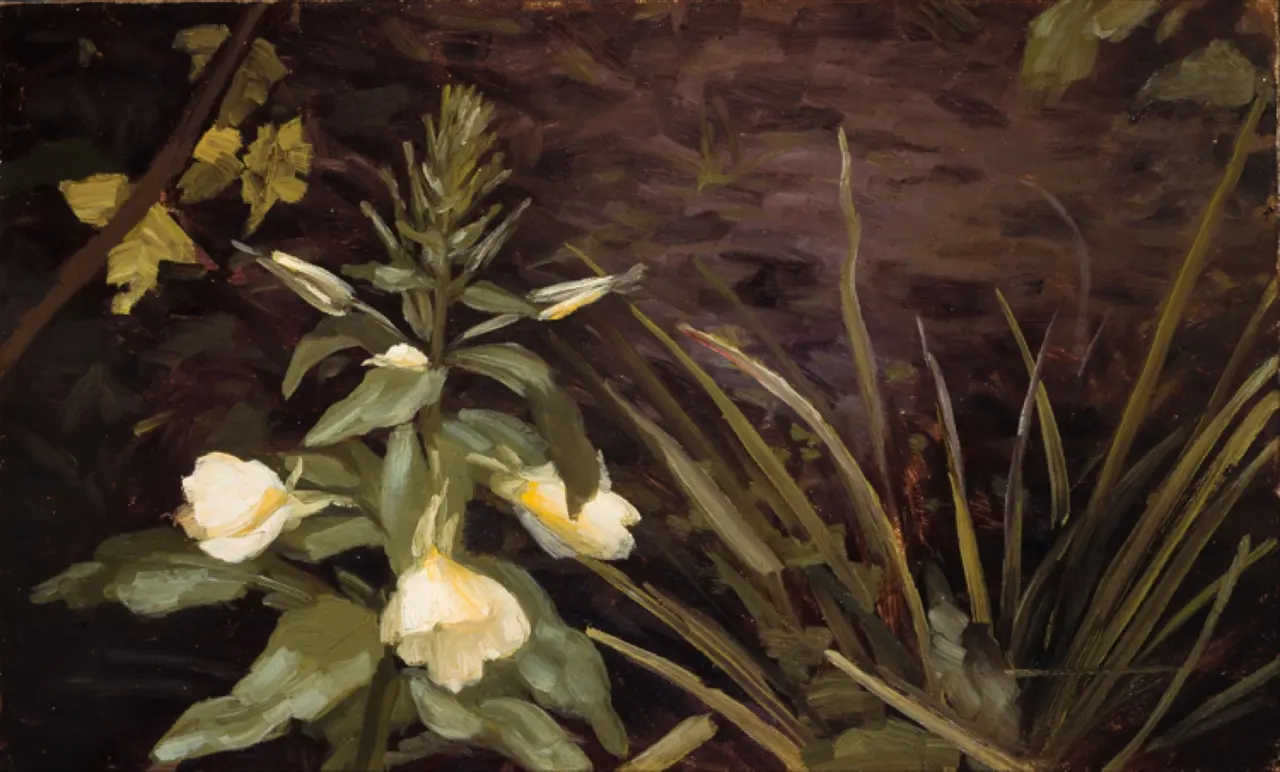 Flowering Evening Primrose by Valdemar Schønheyder Møller